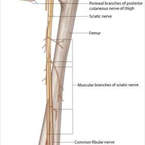 Sciatic Nerve Anatomy Branches - The Miracle 10 - How Can You Help Your Sciatica?