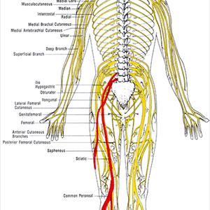 Sciatic Nerve In Leg - Stop Your Sciatica ... Now!